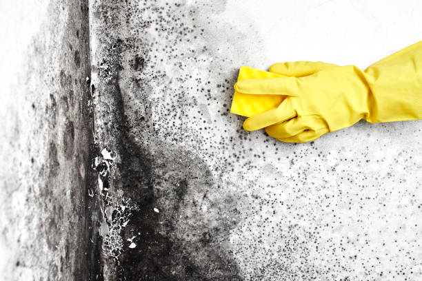 Best Residential Mold Remediation in Moroni, UT