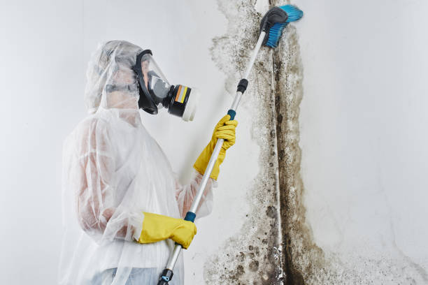 Best Black Mold Remediation in Moroni, UT