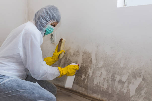 Best Basement Mold Remediation in Moroni, UT