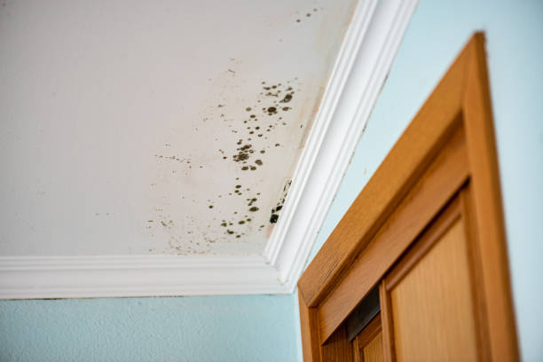 Best Kitchen Mold Remediation in Moroni, UT