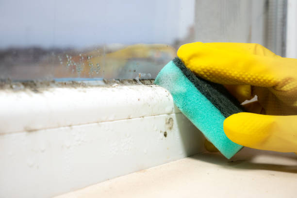 Best Insurance-Related Mold Remediation in Moroni, UT